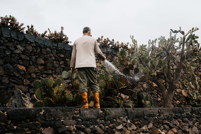 cacti garden