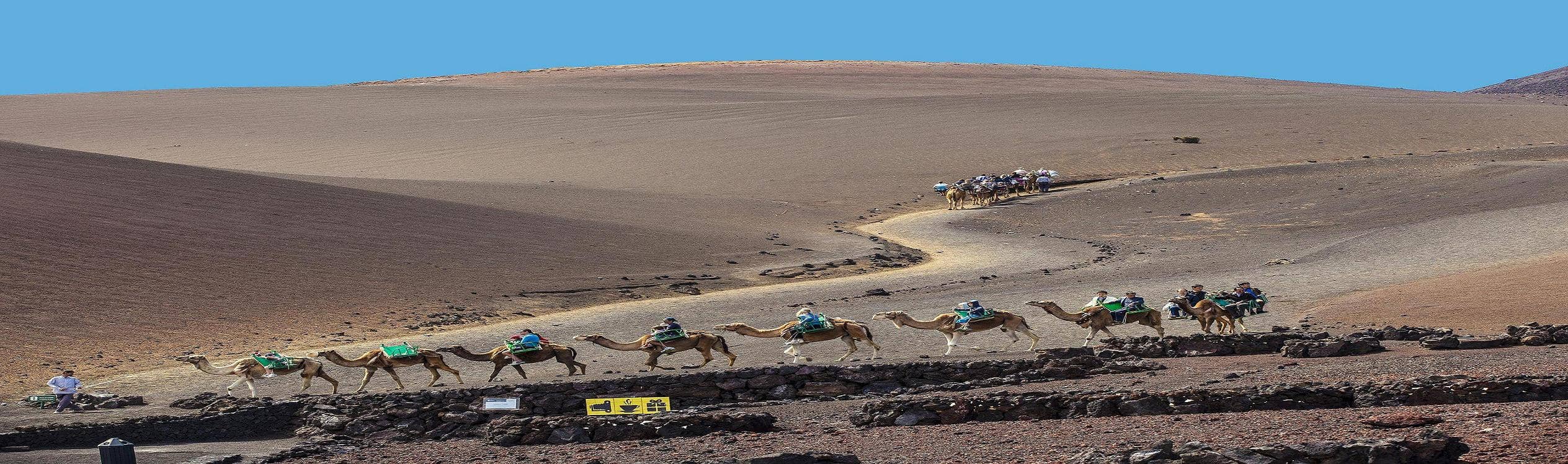 Camel Safari